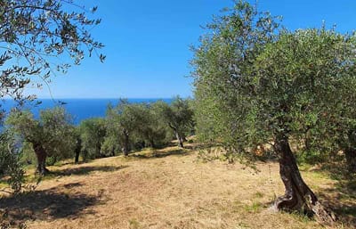 Organic Farming Italy