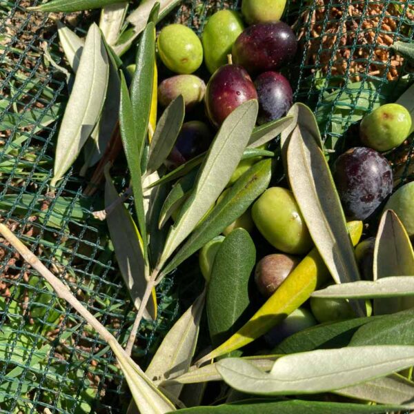 All about olive trees Olives