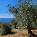 All about olive trees Olive tree